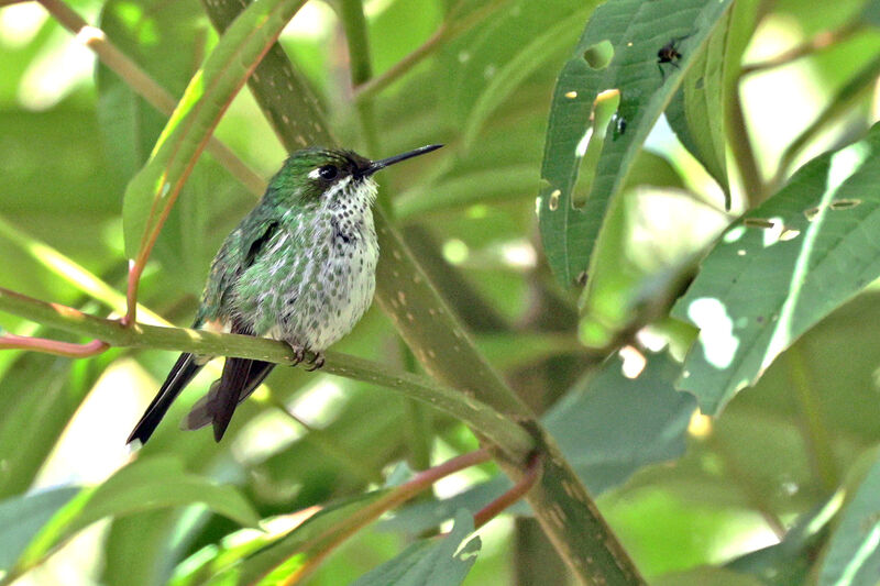 White-booted Racket-tail male immature