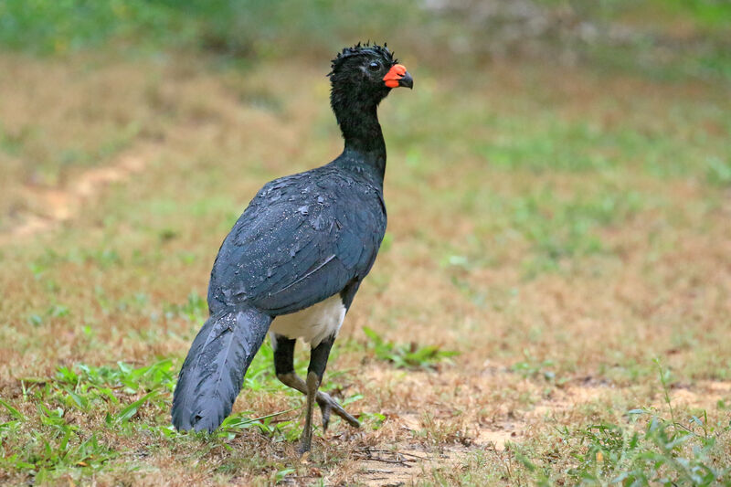 Red-billed Curassow male adult