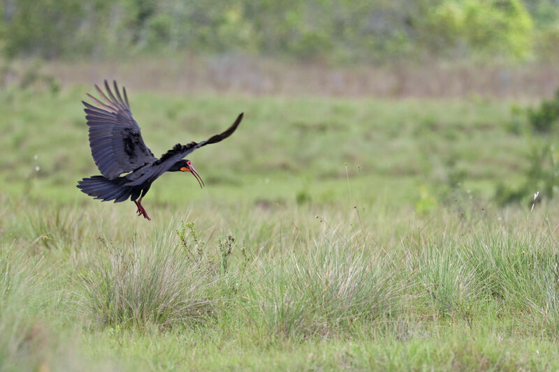 Sharp-tailed Ibis