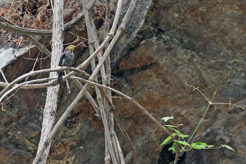 Yellow-rumped Honeyguide male adult