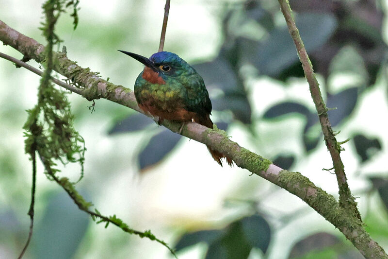 Coppery-chested Jacamar female adult
