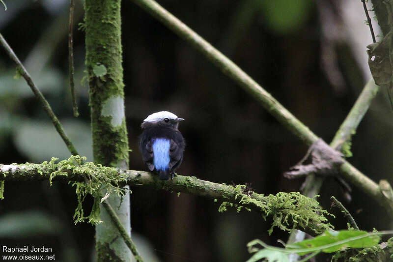 Manakin à dos bleu mâle adulte, identification