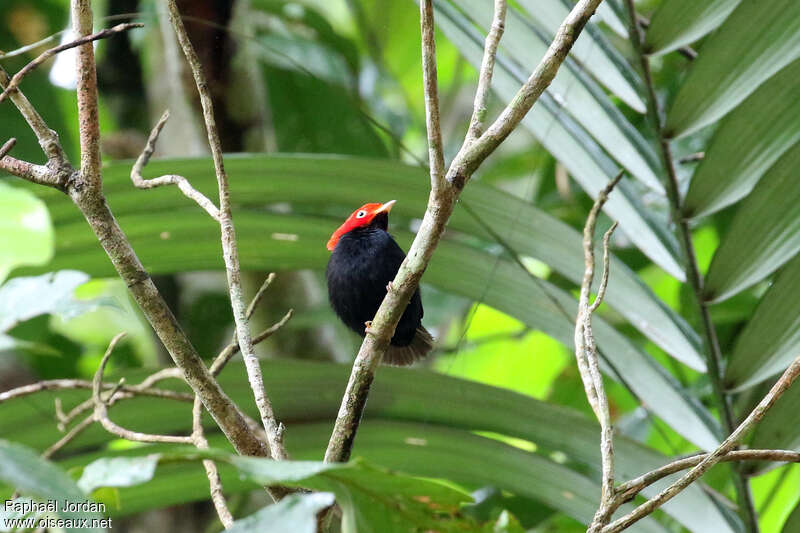 Manakin à queue ronde mâle adulte nuptial, identification
