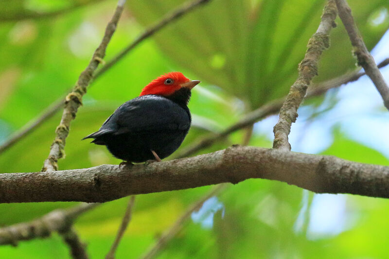 Red-headed Manakin male adult