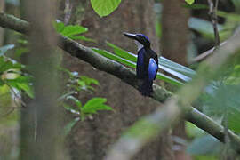 Blue-black Kingfisher