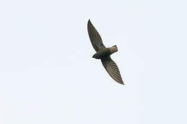 Short-tailed Swift