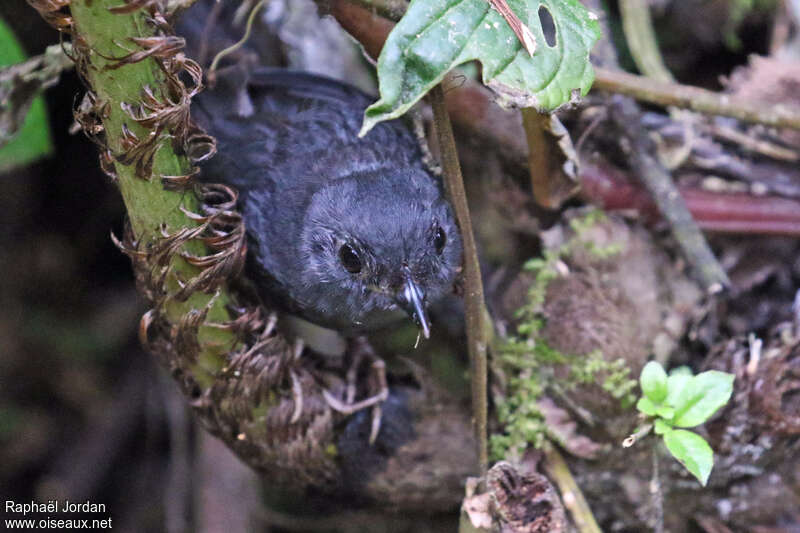 Spillmann's Tapaculo male adult, identification