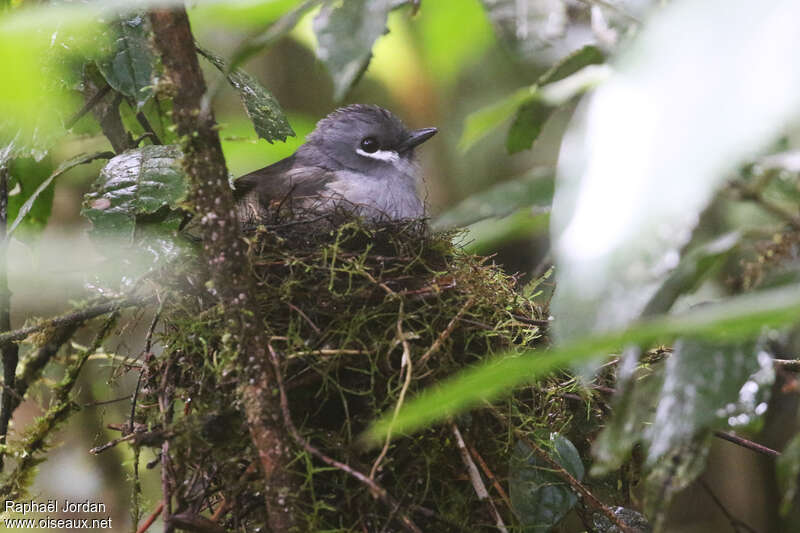 Ashy Robinadult, Reproduction-nesting
