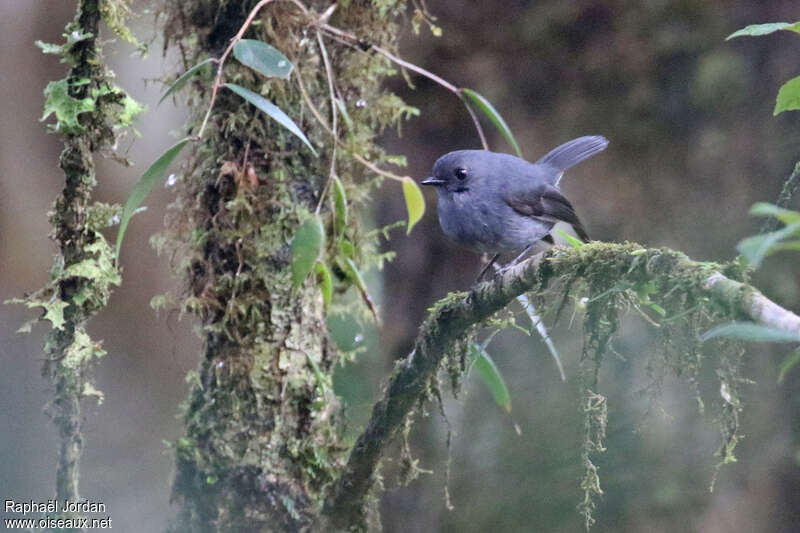Smoky Robin male adult, identification
