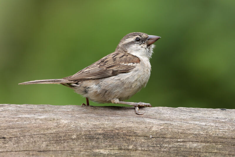 Iago Sparrow female adult