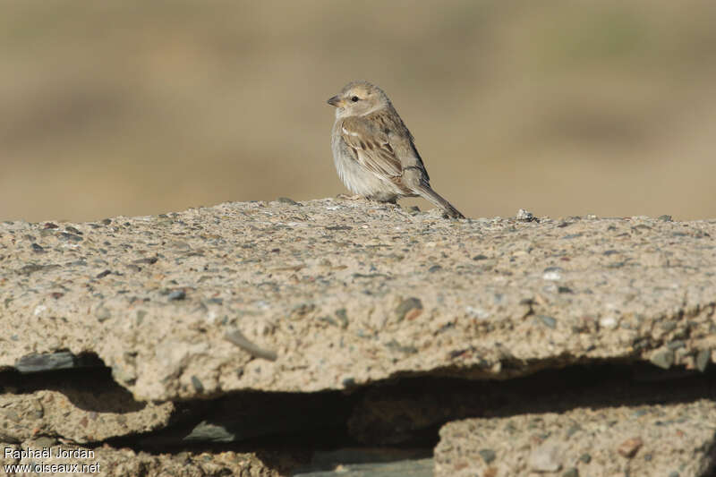 Saxaul Sparrow female adult breeding, identification