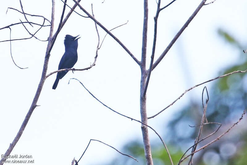 Biak Black Flycatcher male adult, identification, song