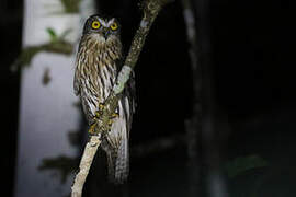 Papuan Hawk-Owl