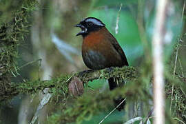 Tanager Finch