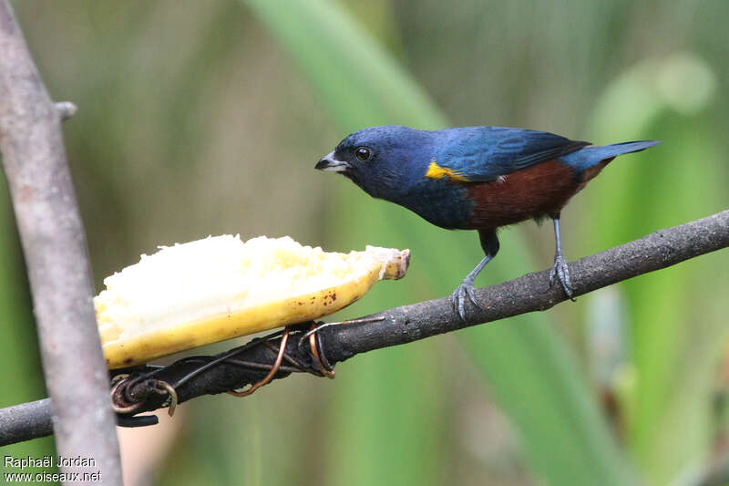Chestnut-bellied Euphonia male adult, identification