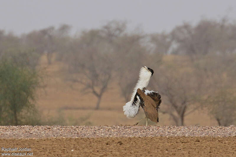 Great Indian Bustard male adult breeding, courting display