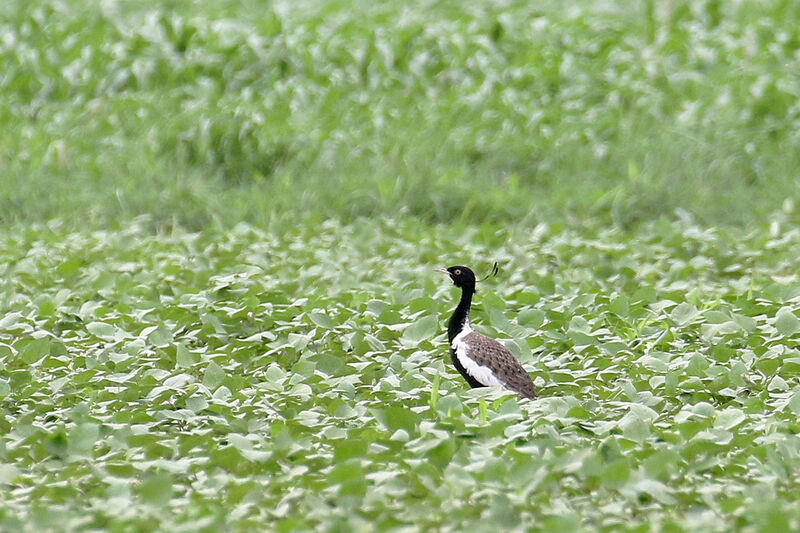 Lesser Florican male adult breeding, courting display