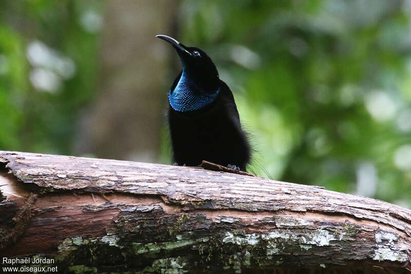Magnificent Riflebird male adult breeding, courting display