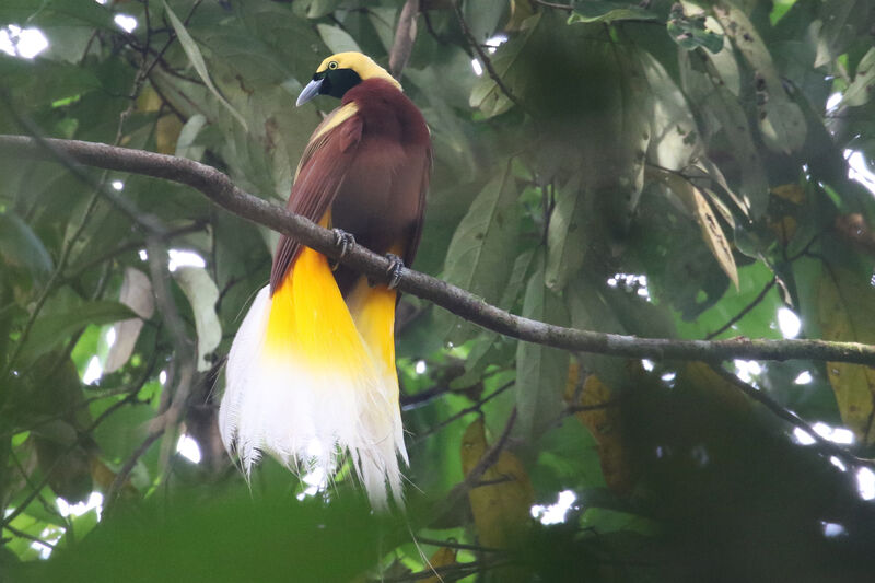 Lesser Bird-of-paradise male adult breeding, courting display
