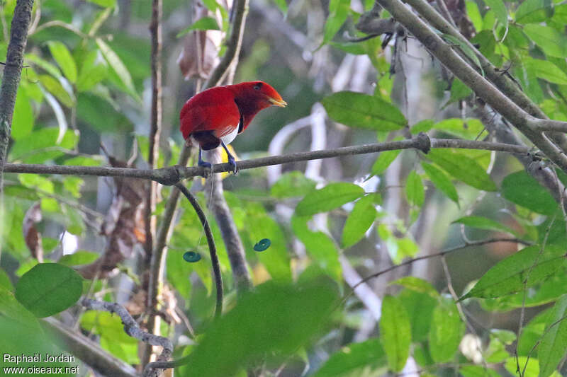 King Bird-of-paradise male adult breeding, identification