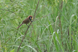 Black-breasted Parrotbill