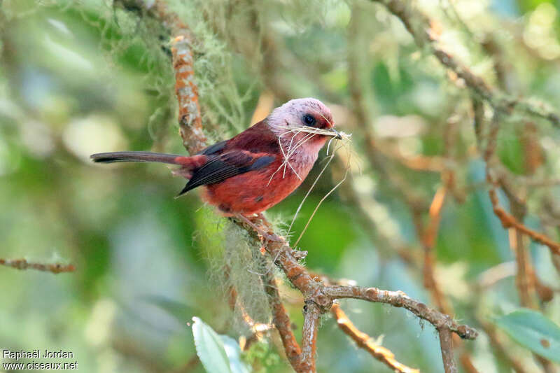 Pink-headed Warbleradult, Reproduction-nesting