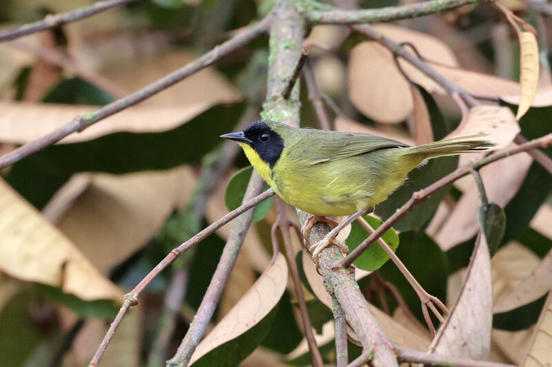 Olive-crowned Yellowthroat male adult