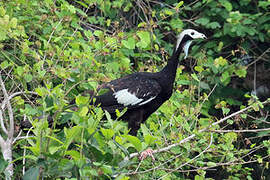 White-throated Piping Guan