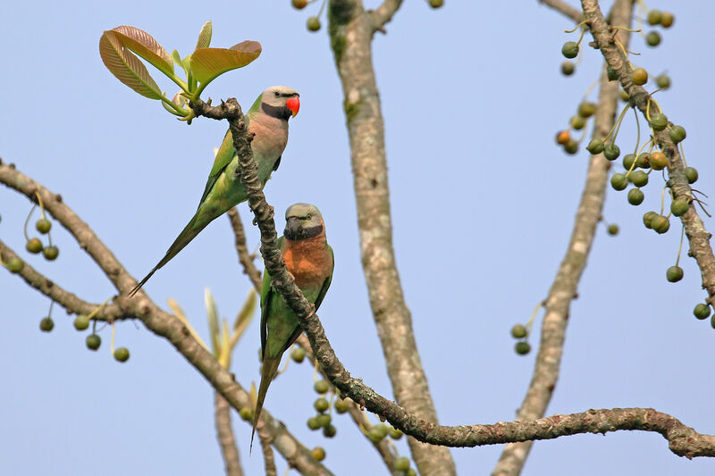 Red-breasted Parakeetadult