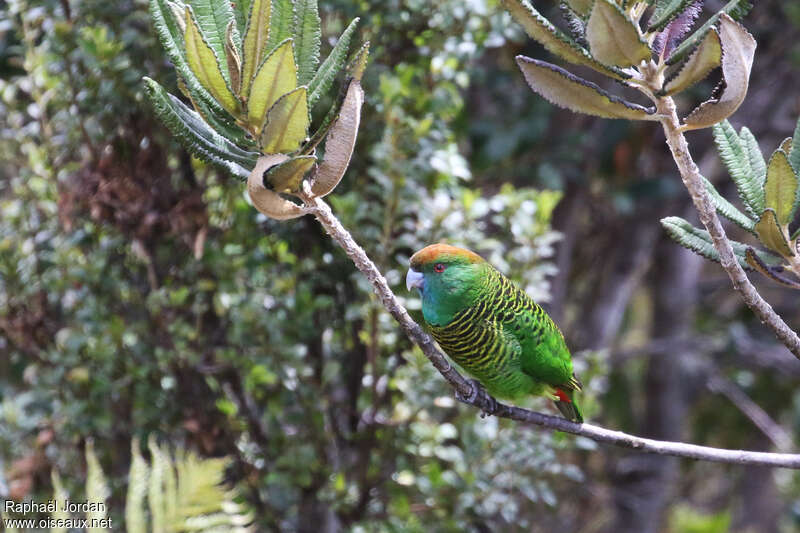 Painted Tiger Parrot female adult, identification