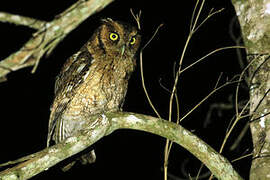 Long-tufted Screech Owl