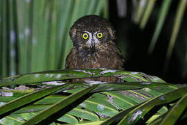 Enggano Scops Owl