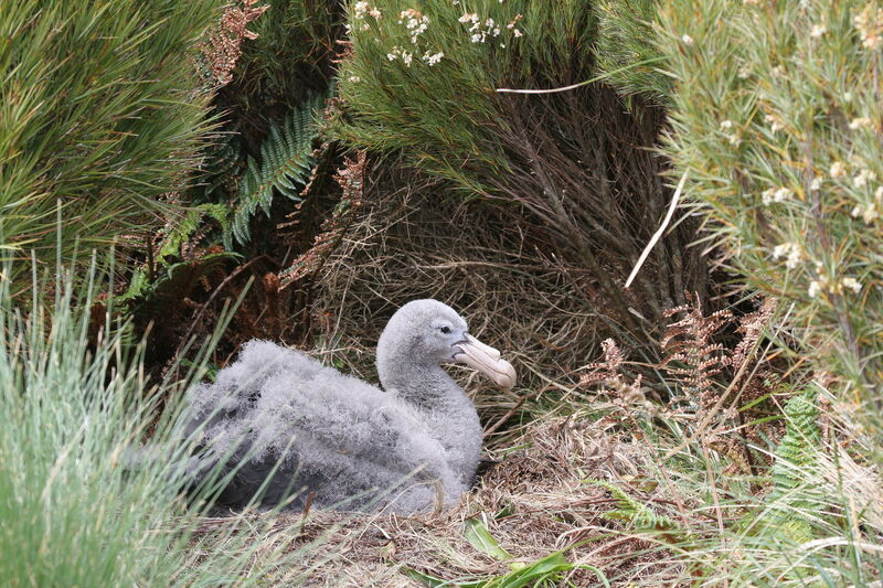 Northern Giant PetrelPoussin, Reproduction-nesting