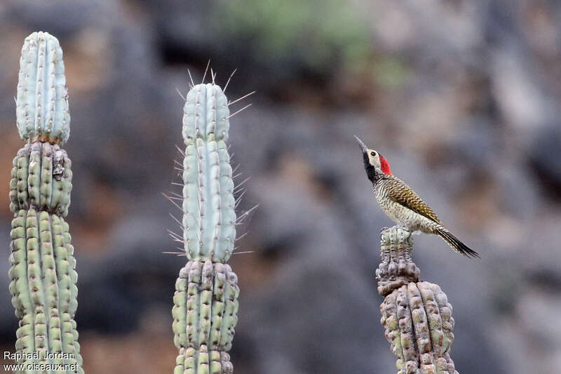 Black-necked Woodpecker female adult, identification