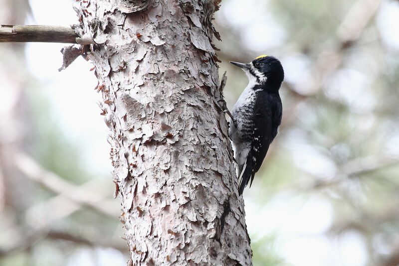 Black-backed Woodpecker male adult