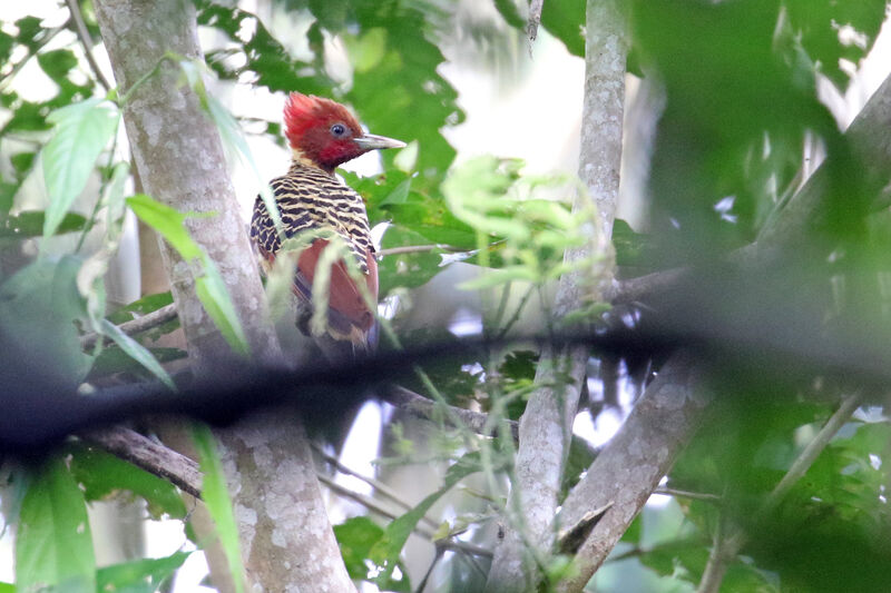 Rufous-headed Woodpecker male adult