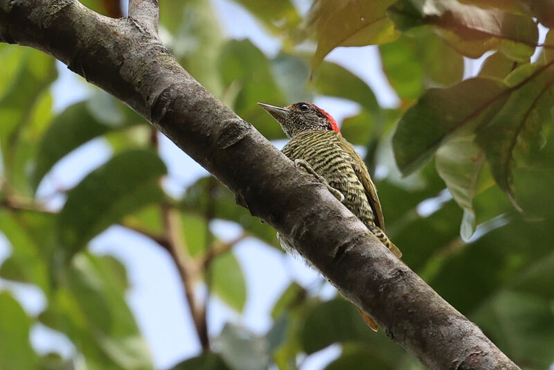 Little Green Woodpecker
