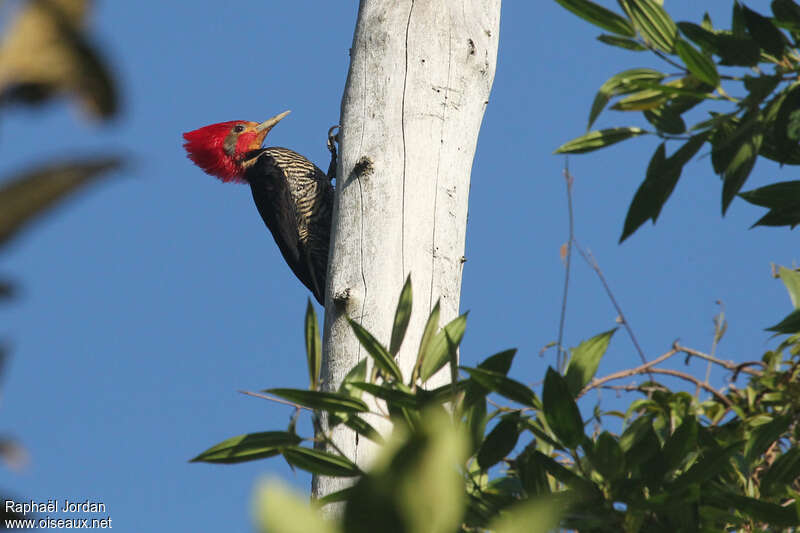 Helmeted Woodpecker male adult breeding, identification