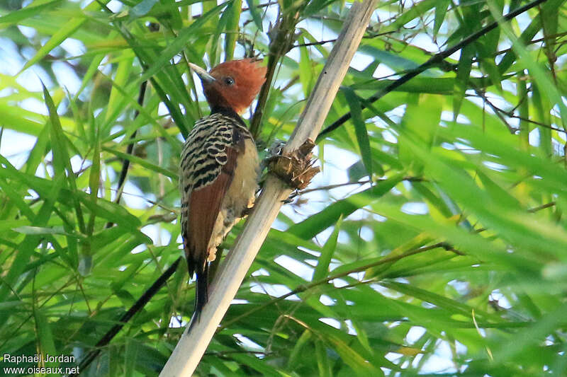 Kaempfer's Woodpecker female adult, identification