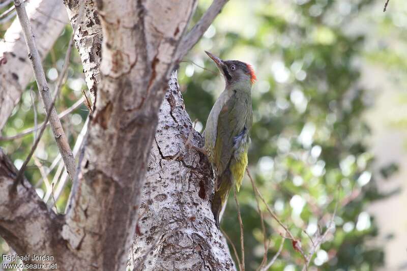 Levaillant's Woodpecker female adult, identification