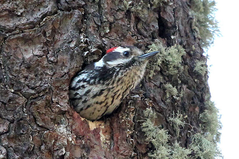 Strickland's Woodpecker male adult, Reproduction-nesting