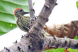 Gabon Woodpecker