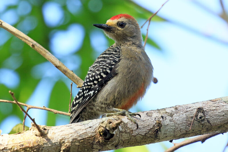 Yucatan Woodpecker male adult