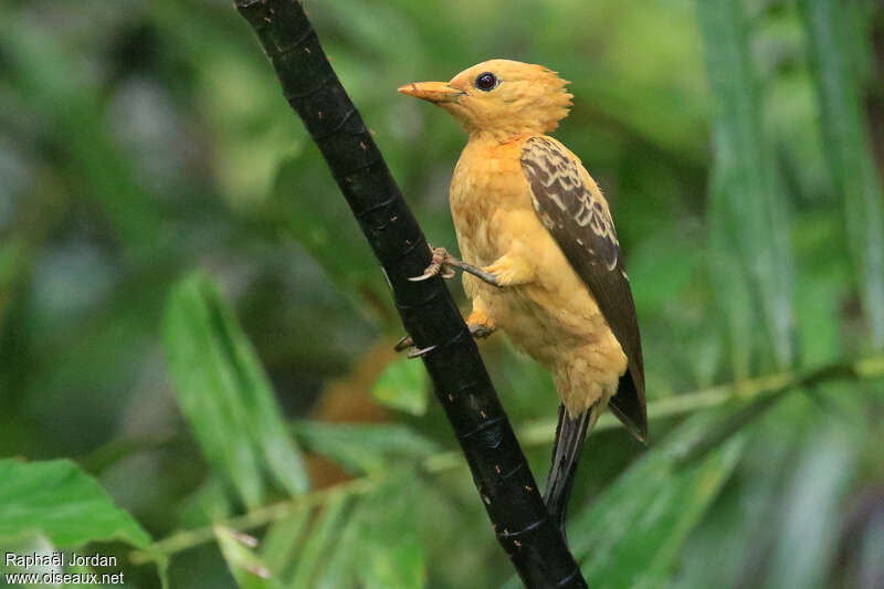 Pic jaune femelle adulte, identification