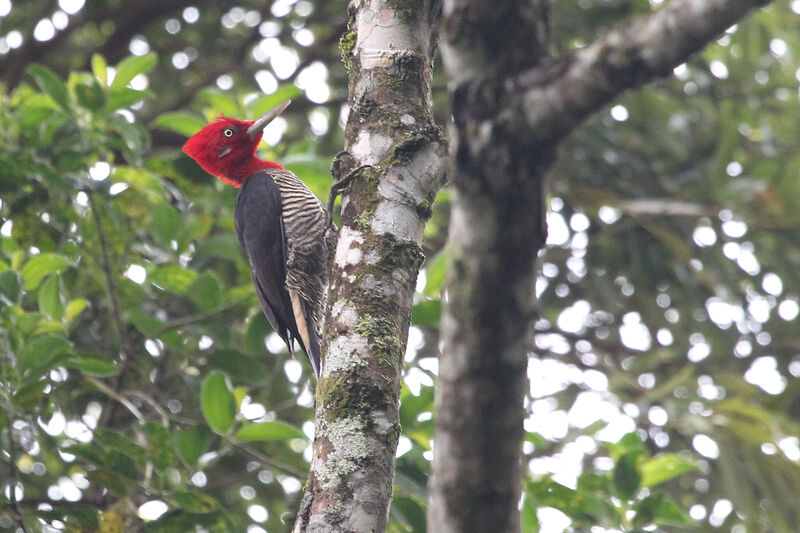 Robust Woodpecker male adult