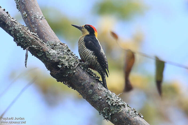 Beautiful Woodpecker male adult, identification