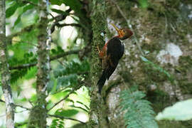 Orange-backed Woodpecker