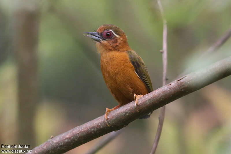 White-browed Piculetadult, identification