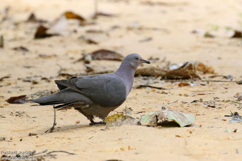 Pigeon plombéadulte, identification