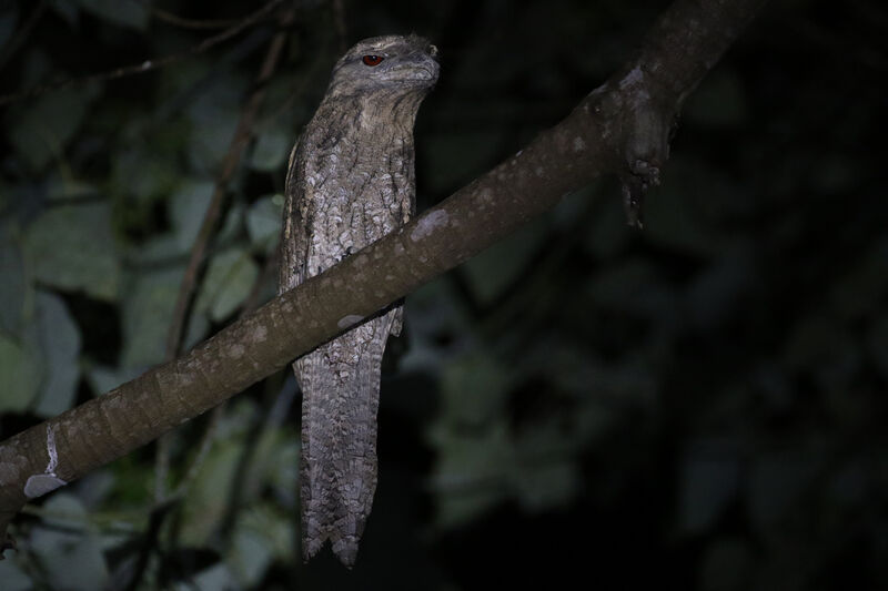 Papuan Frogmouth male adult